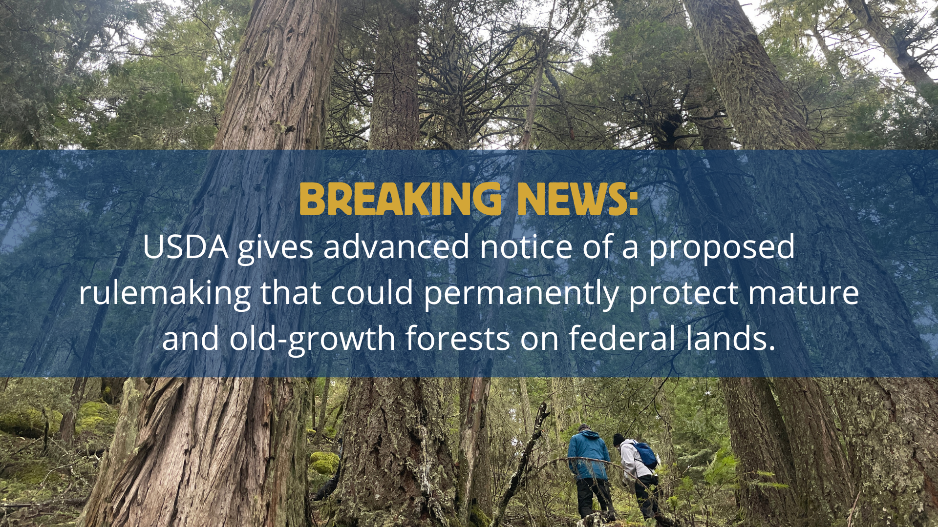 breaking news: USDA gives advanced notice of a proposed rulemaking that could permanently protect mature and old-growth forests on federal lands.