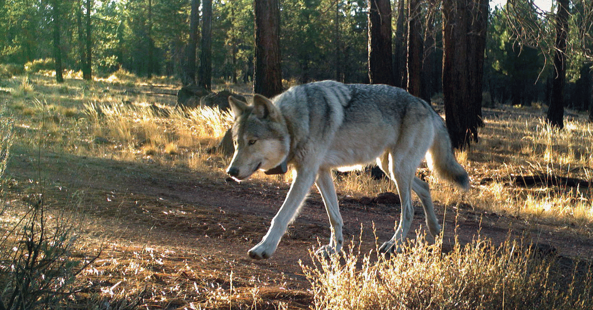 A wolf wearing a tracking collar crosses a road - photo via ODFW
