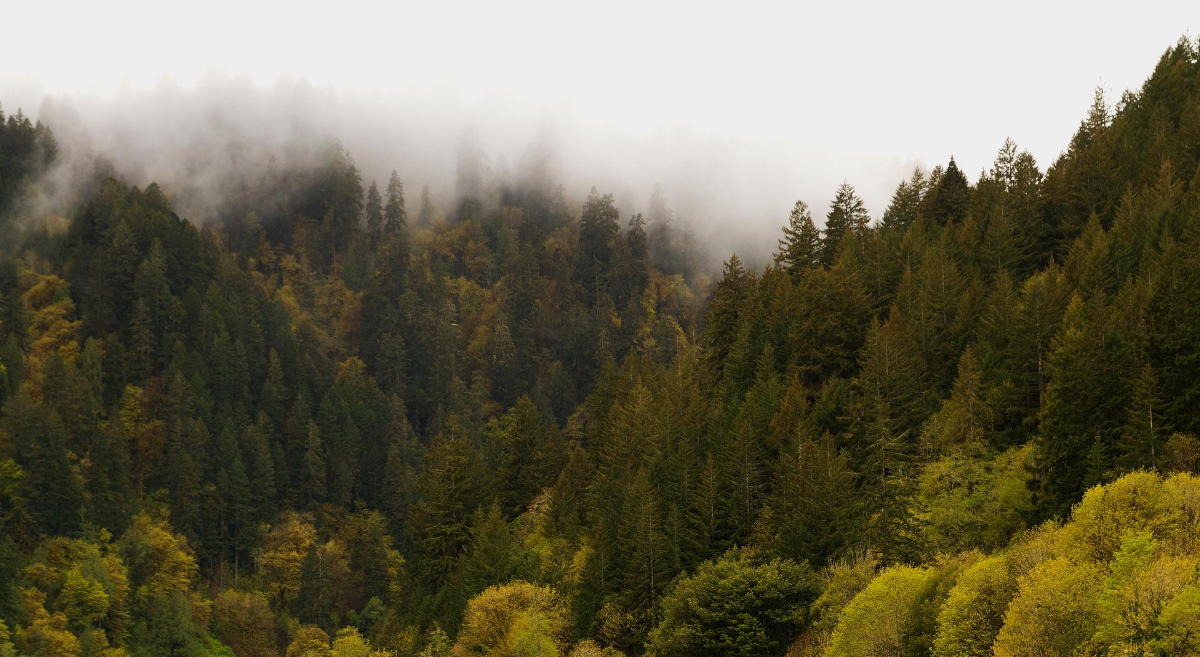 An Oregon forest