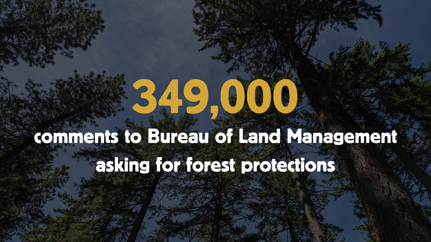 349,000 comments to BLM asking for forest protections