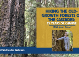 Hiking Old-Growth Forests of the Cascades Webcast; image of old-growth forests, a man putting a hand on one large trunk