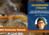 Image of an orange and brown salamander on a rock - Webcast: Salamanders and Streams - The Life and Role of a Top Predator in the Headwaters with Dr. Tiffany Garcia