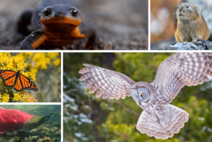 Collage with a salamander, monarch butterfly, sockeye salmon, great grey owl and pika 