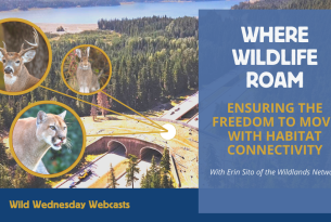 A wildlife crossing with images of a bunny, cougar and deer