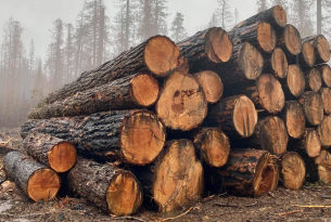 post-fire logging