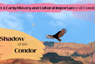 A condor soars above a canyon