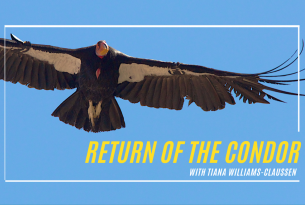 a condor in flight