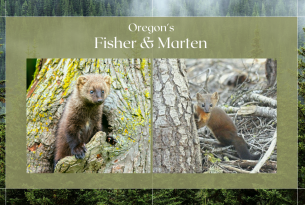 A fisher and a marten with a forest background