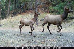 Elk calving suffers when disturbed by people, whether on bikes, hiking, or other modes.