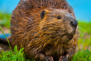 The Secret Lives of Beavers