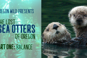 The Lost Sea Otters of Oregon: Part One