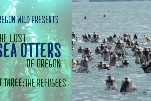 The Lost Sea Otters of Oregon - The Refugees