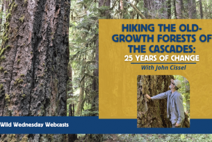 Hiking Old-Growth Forests of the Cascades Webcast; image of old-growth forests, a man putting a hand on one large trunk