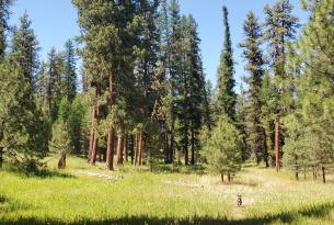 Black Mountain Project Area in the Ochoco National Forest by Jamie Dawson