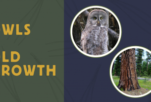 Owls and Old Growth of Eastern Oregon