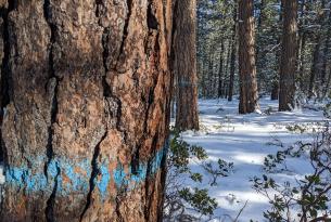 Old-growth trees marked to cut in the West Bend project