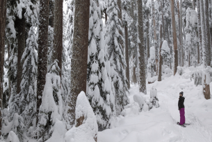 A snowshoer hikes through a snow-covered old growth forest