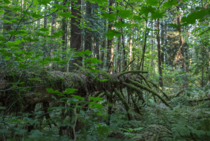 A lush green Oregon forest