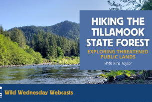 The blue Wilson River runs through the Tillamook State Forest -- Text: Hiking the Tillamook State Forest, Exploring Threatened Public Lands, July 19th at 6 PM