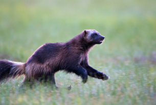 a wolverine running in a grassy meadow