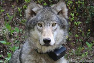 The Collared Wolf: Symbol of the West