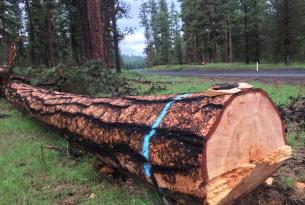 Old growth logging