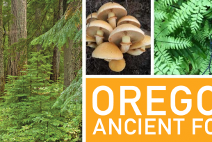 Hopes and fears for Oregon's Ancient Forests