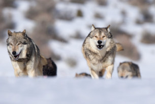 wolf pack runs up snowbank