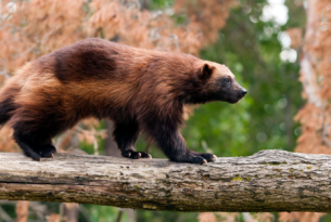 wolverine walking on a downed log