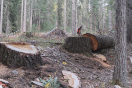 Two large, recently-cut stumps, one with a large old-growth tree lying beside it.