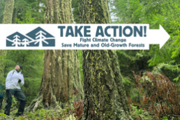 Woman stands beside two giant trees - Fight Climate Change, Save Mature and Old-Growth Forests