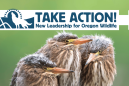 Three birds crowd together on a green background - Take Action - New Leadership for Oregon Wildlife photo by Dan Kearl