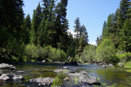 A man flyfishes for redband trout on a ponderosa-lined creek