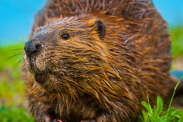 A beaver faces the camera