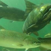 Klamath Chinook Salmon