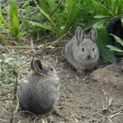 Pygmy Rabbit