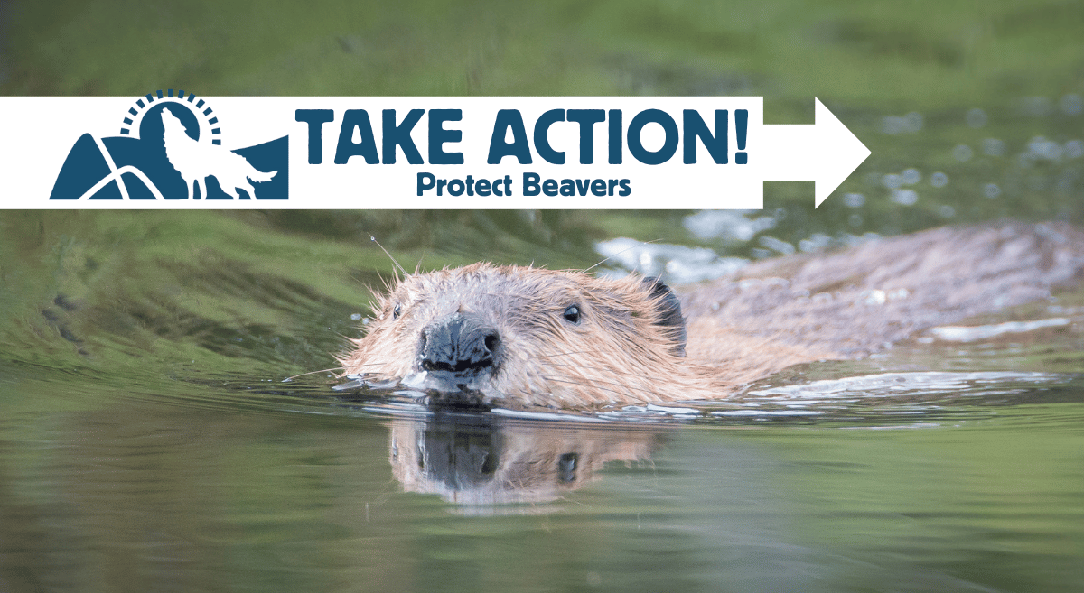 Take Action: Protect Beavers - a beaver is mostly submerged in water swimming toward the camera