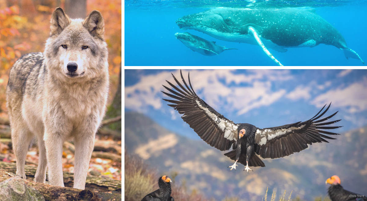 A wolf, California condor and humpback whale mother with a calf