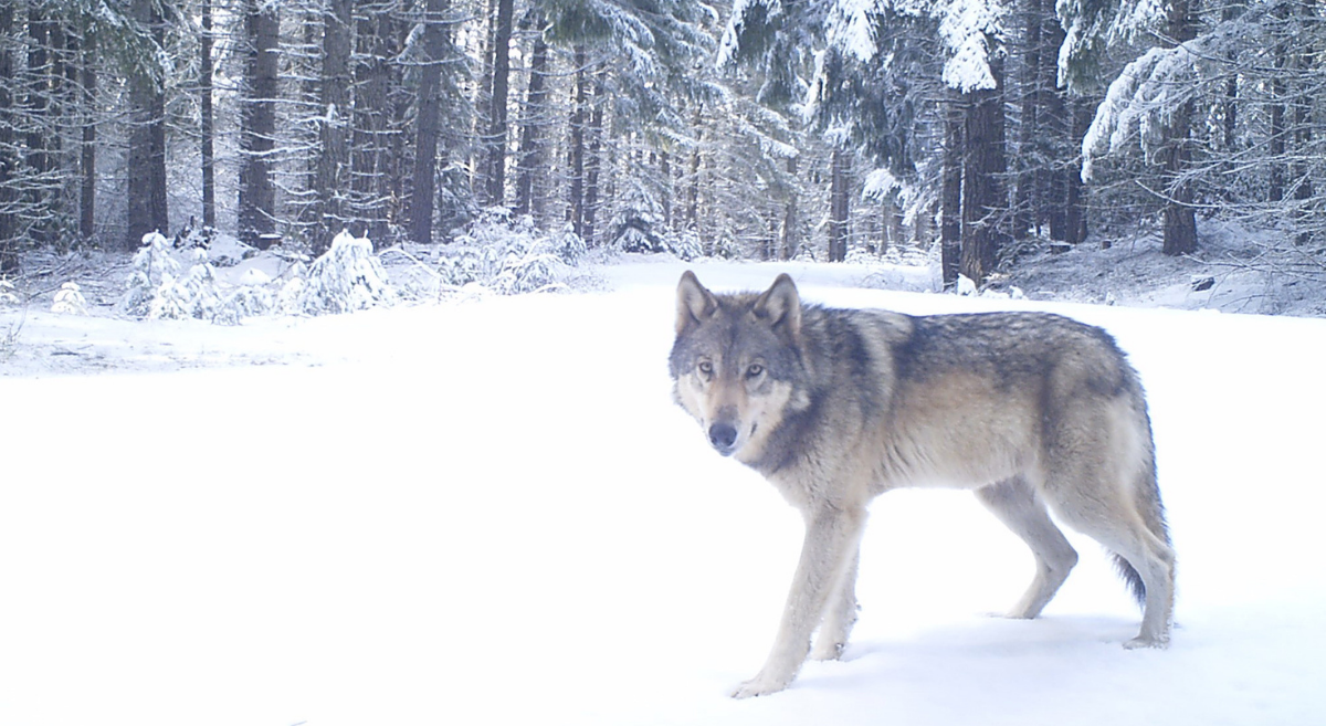 A wolf from the Indigo Pack in Oregon stands in the snow - photo via ODFW