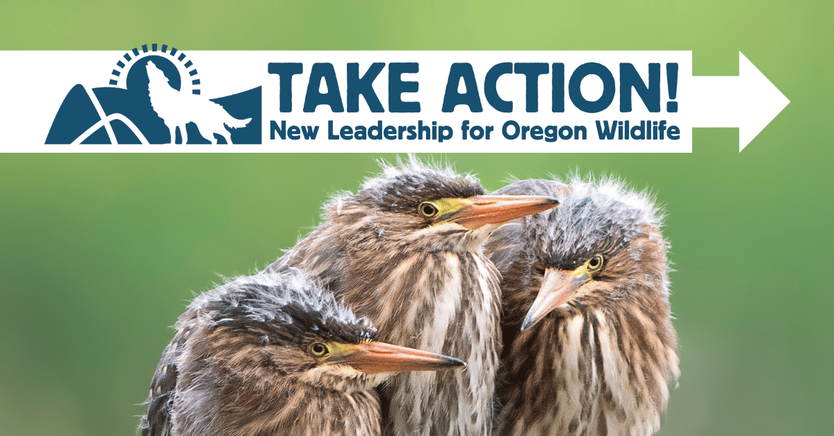 Three birds crowd together on a green background - Take Action - New Leadership for Oregon Wildlife photo by Dan Kearl