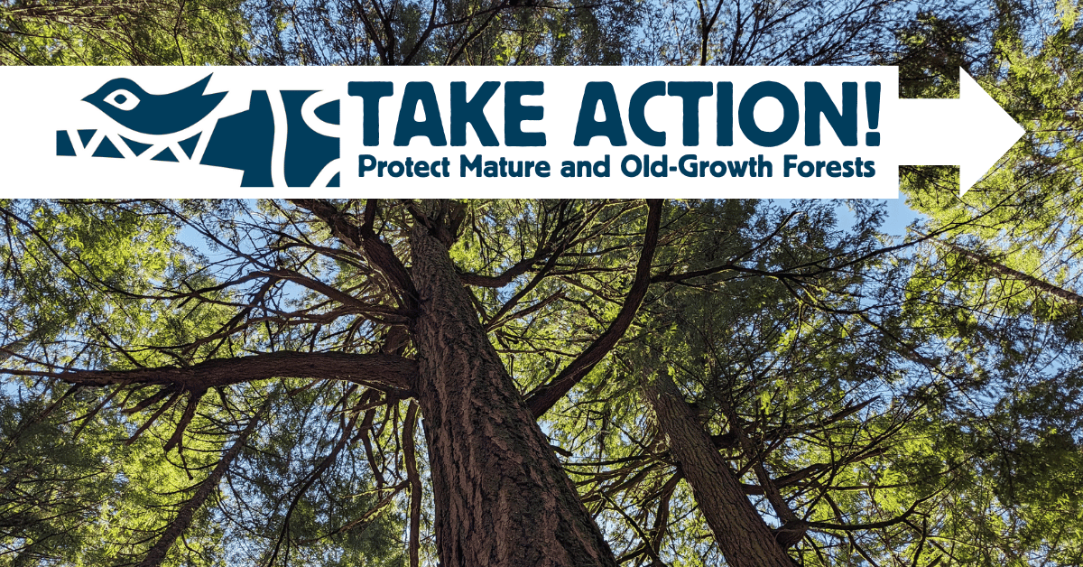 Looking up through an old-growth forest canopy: Take Action - Protect Our Mature and Old-Growth Forests
