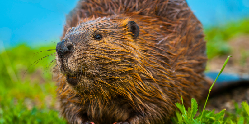 A beaver looks at the camera