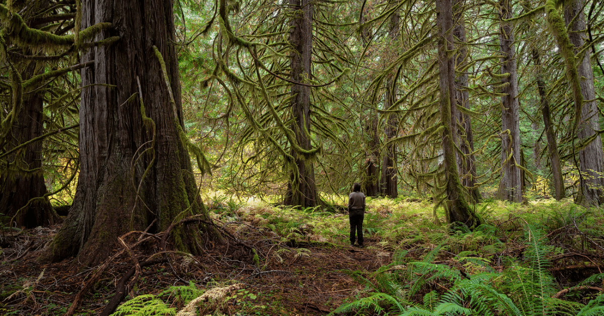 An individual stands amid a lush, green forest dominated by Western Red Cedar trees of various sizes
