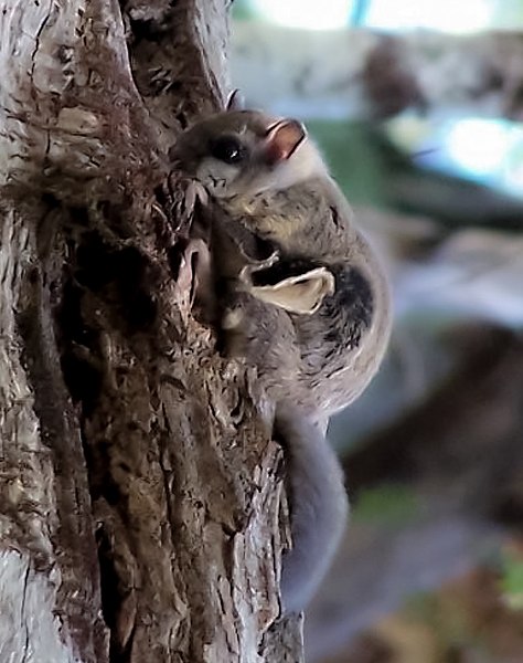 Humboldt’s Flying Squirrel