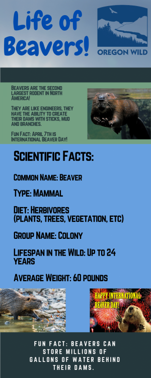 Beaver Fact Sheet p1
