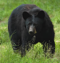 Black Bear Oregon Wild