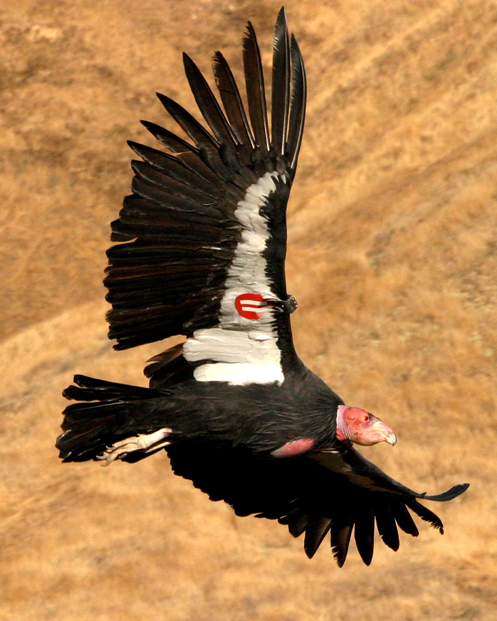 California condor | Oregon Wild