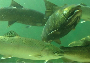 Klamath Chinook Salmon