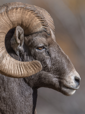 Rocky Mountain Bighorn Sheep | Oregon Wild