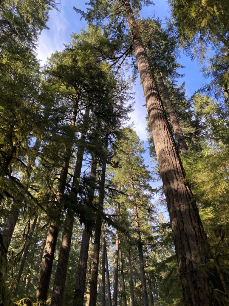 McGowan Creek Old-growth Nature Walk